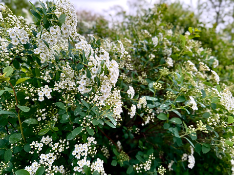 Blossoming bush with white flowers, Flowering branches of Spiraea vanhouttei in the spring garden in May - selective focus, copy space