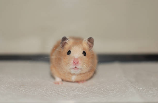 istock Golden hamster is staring straight ahead 2149467941