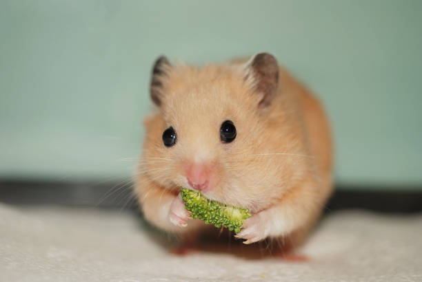 istock Syrian hamster is trying to put broccoli in his cheek pouch 2149467943