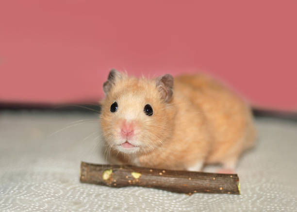 istock Golden hamster is chewing on an apple twig 2149467944