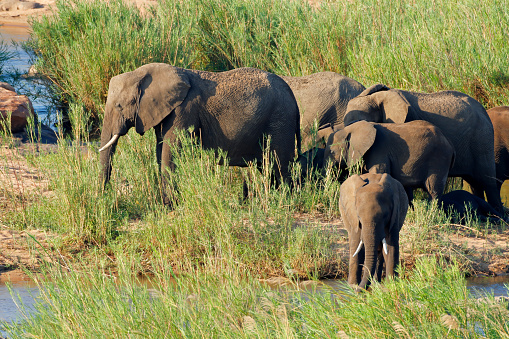 Herd of African elephants (Loxodonta africana) in natural habitat, Kruger National Park, South Africa