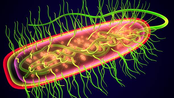 istock Scientific illustration of a bacteria - 3d rendered 2149468023