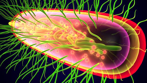 istock Scientific illustration of a bacteria - 3d rendered 2149468519