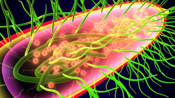 istock Scientific illustration of a bacteria - 3d rendered 2149468750