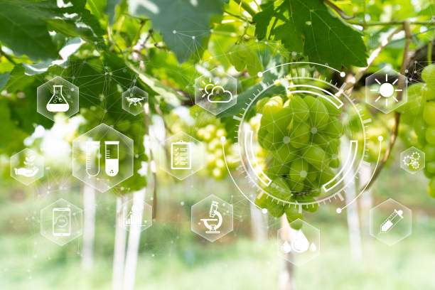 istock Agricultural development and technology concept, Smart farming and precision agriculture, Business, renewable, sustainable development. Ecology, modern technology application in agricultural growing 2149469082