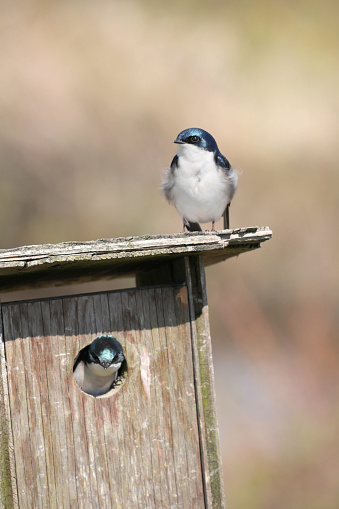Tree swallows at a birdhouse during a spring season at the Pitt River Dike Scenic Point in Pitt Meadows, British Columbia, Canada.