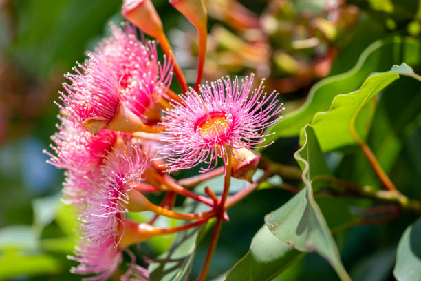 istock Beautiful Gum tree flowers and buds, background with copy space 2149470602