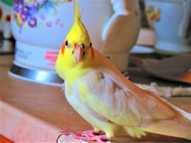 istock Funny cockatiel yellow parrot. 2149470610