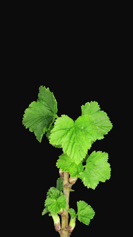 Time lapse of blooming black currant branch