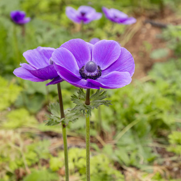 purple anemone flowers
