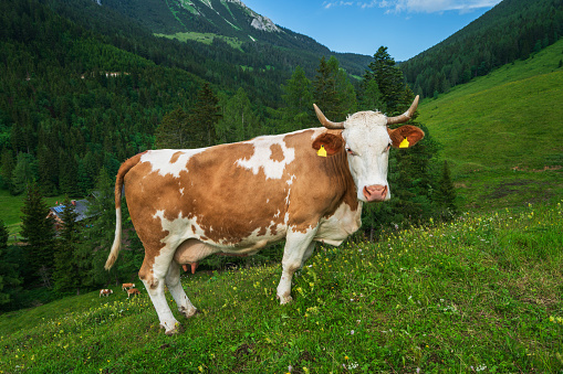 A white-faced brown alpine cow in an alpine pasture near Spital am Pyhrn