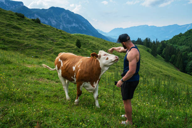 Young man and a cow in the alpine meadows near the town of Spital am Pyhrn, Upper Austria, Austria Young man with a cell in hands trying to pet a cow in the alpine meadows near the town of Spital am Pyhrn, Upper Austria, Austria spital am pyhrn stock pictures, royalty-free photos & images