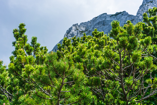 A close-up shot of the branches of mountain pines at 2000 m on the slope of the Donnerkogel mountain