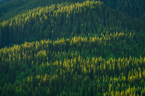 Mountain pines in the Gosauseen region of Austria