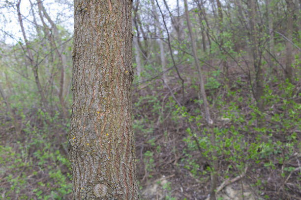 A closeup of the tree trunk, which is slightly leaning to one side in a spring forest landscape.