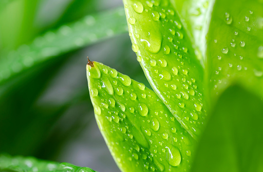 Water drops on leaves, green, beautiful, pleasing to the eye