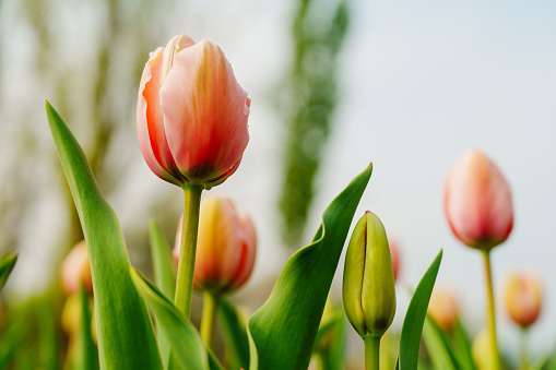 Tulips is blooming in spring in the National Botanic Garden in Beijing, China.