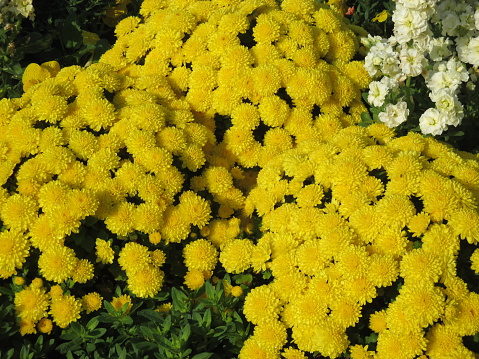 Ping Pong Mom is a member of the chrysanthemum family with a cute round shape. It is often used in bouquets and arrangements because it can be arranged in both Japanese and Western styles. Another reason for its popularity is that it comes in many different flower colors.