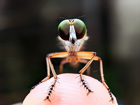 A robberfly is perched on a finger with its large eyes facing forwards