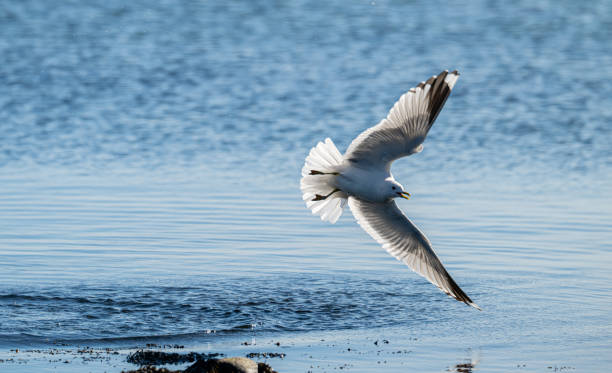 istock Herring gull Larus argentatus fishing in a small bay.. 2149482016