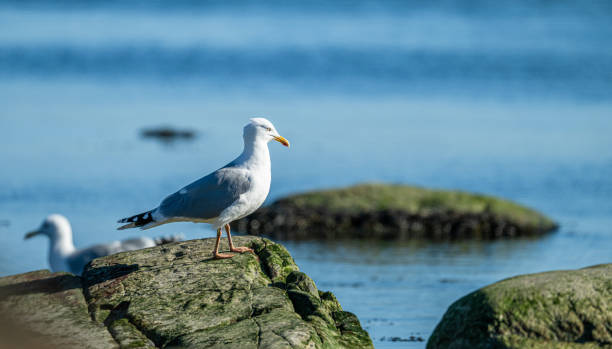 istock Herring gull Larus argentatus fishing in a small bay.. 2149482089