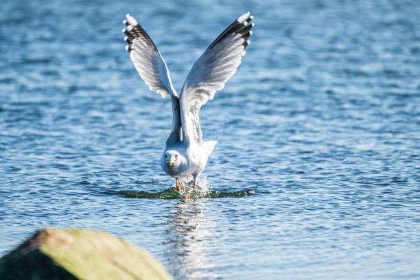 Close-up of a seagull head