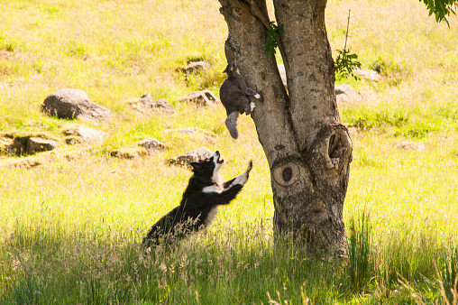 Dog chasing a cat up a tree.