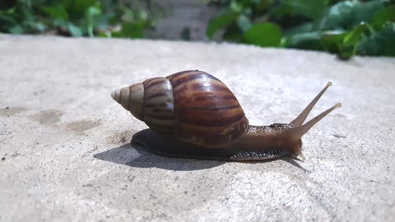 Close up a escargot snail crawling on the concrete pavement next to the green, moving on sidewalk, slow but stable achievement concept, business