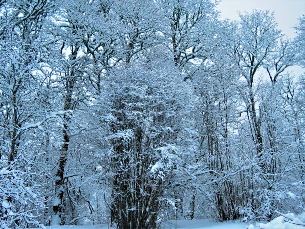 istock Beautiful winter in  forest. Winter landscape . 2149482663