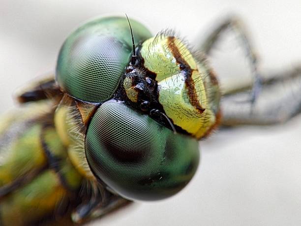 istock The compound eye of a dragonfly 2149483399