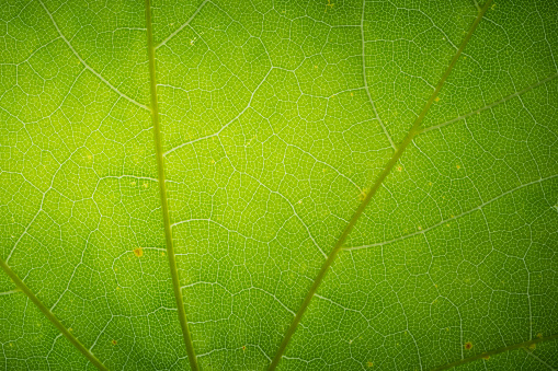 Extreme close-up picture of a leaf illuminated from behind.