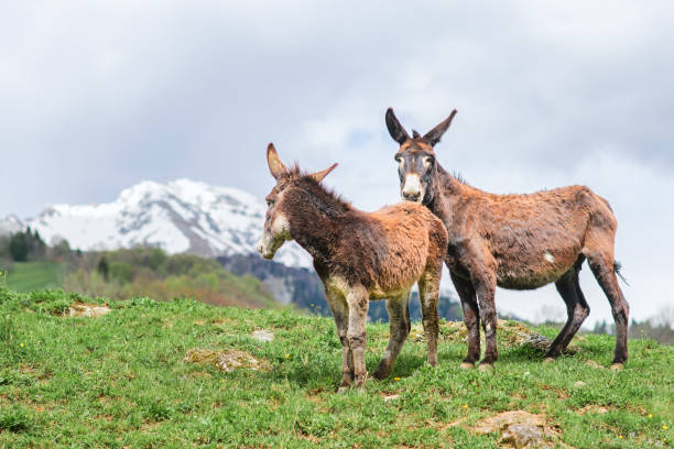 istock Pair of donkeys in a mountain meadow 2149483671