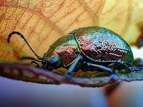 A beetle with a beautiful body colour combination of red green and metallic.