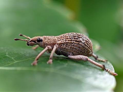 A brown beetle crawling on a leaf
