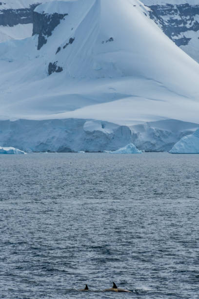 istock Killer whales in the Antarctic 2149484758
