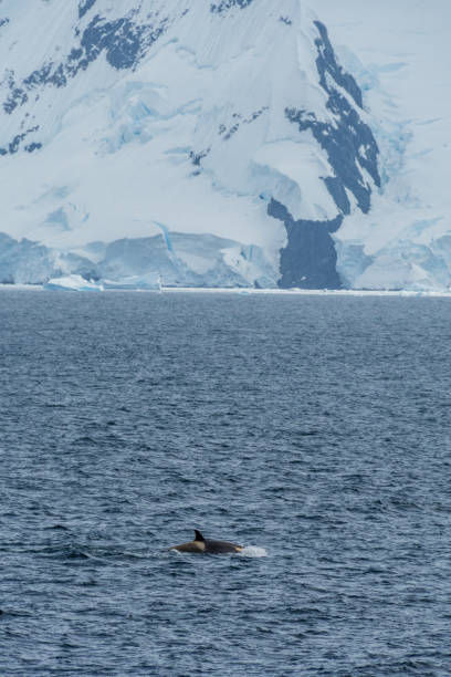 istock Killer whales in the Antarctic 2149484763