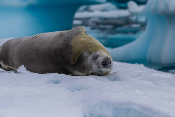istock Crabeater Seal resting on a sheet of ice 2149484783
