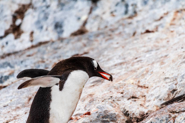Adelie Penguin, Paulet Island, Antarctic Peninsula, Antarctica. Pygoscelis adeliae. Penguins going into the water.