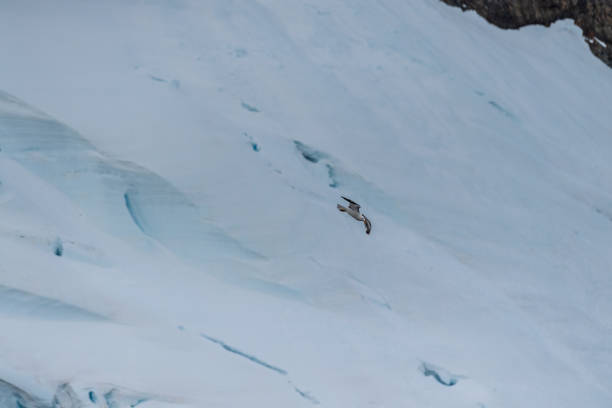 Close-up of a diving Kelp Gull - Larus dominicanus, along the Antarctic Peninsula.