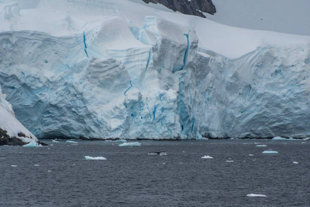 istock Antarctic landscape with a diving whale 2149484838