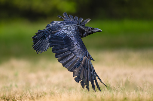 Flying Raven in The Bohemian Moravian Highlands. High quality photo