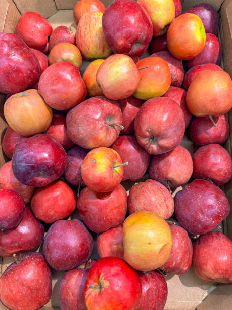 istock Ripe red apples on a counter in a market as a background. Texture 2149485548