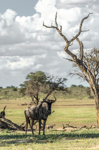 A lone wildebeest in the green Kalahari among dead camel thorn trees. Clouds forming for yet another storm.