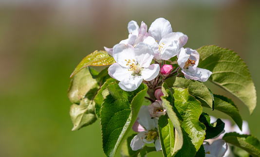 Flowers on an apple fruit tree in spring. Close-up .