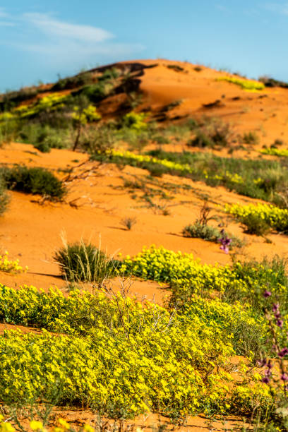 Devil thorn plants bloom on red Kalahari dune after drought