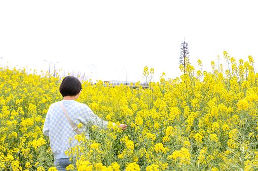 Young asian woman enjoys spring summer season, leisurely wandering through rapeseed (Brassica napus) field surrounded by bright colourful yellow flowers