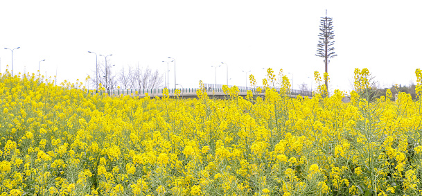 Panoramic landscape of vast rapeseed (Brassica napus) field with its blooming bright yellow flowers during spring, a bridge and tree in background overlooking the view in Sanyuan Village, Chengdu