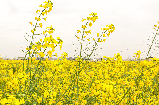 Spring season vibes on display with the beautiful texture of blooming bright yellow flowers of a rapeseed (Brassica napus) field