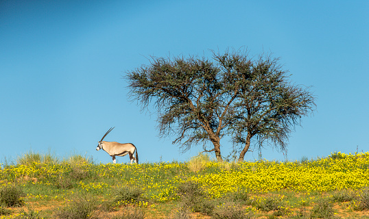 An alert gemsbok isolated on top of an overgrown Kalahari dune. Camel thorn tree in frame. Yellow devil thorns cover the red sand in foreground.