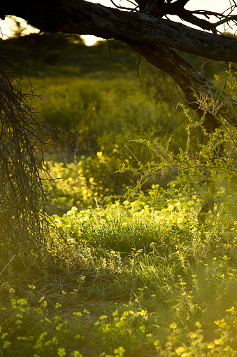 A fallen-over camel thorn tree forms a natural vignette for the backlit greem flowers of the devil thorn and primary grasses in the Kalahari desert. Selective focus, copy space.
